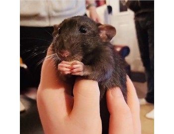 Ratas, esos seres maravillosos