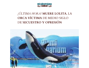 MUERE LOLITA, LA ORCA VÍCTIMA DE MEDIO SIGLO DE SECUESTRO Y OPRESIÓN