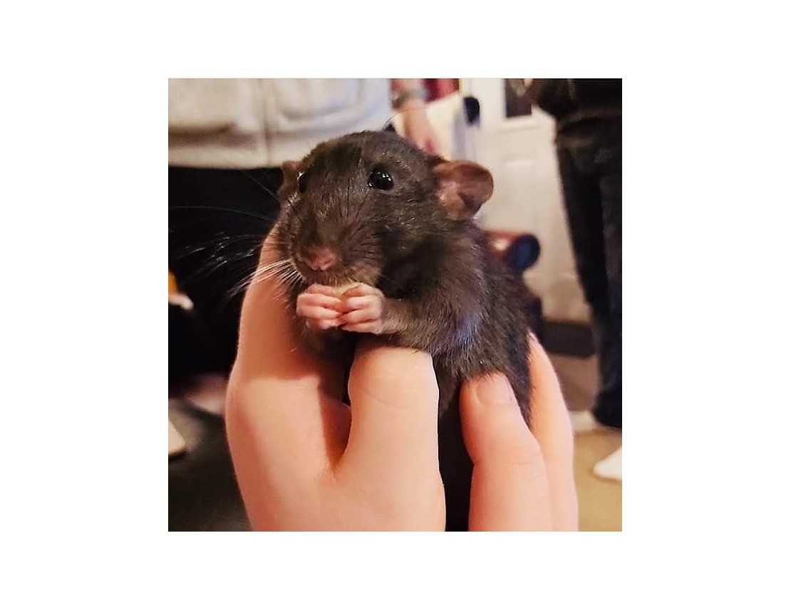 Ratas, esos seres maravillosos