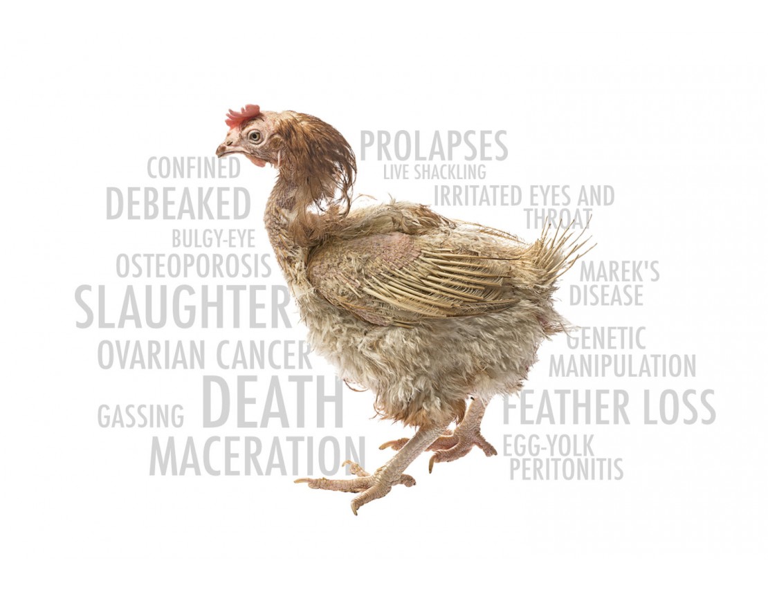 La vida de miseria, explotación y muerte de las gallinas
