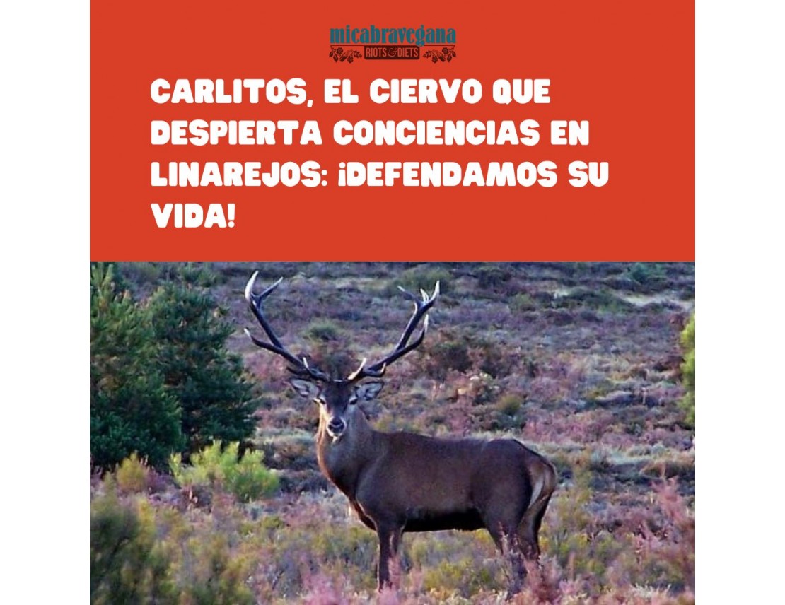 Carlitos, el ciervo que despierta conciencias en Linarejos: ¡Defendamos su vida!