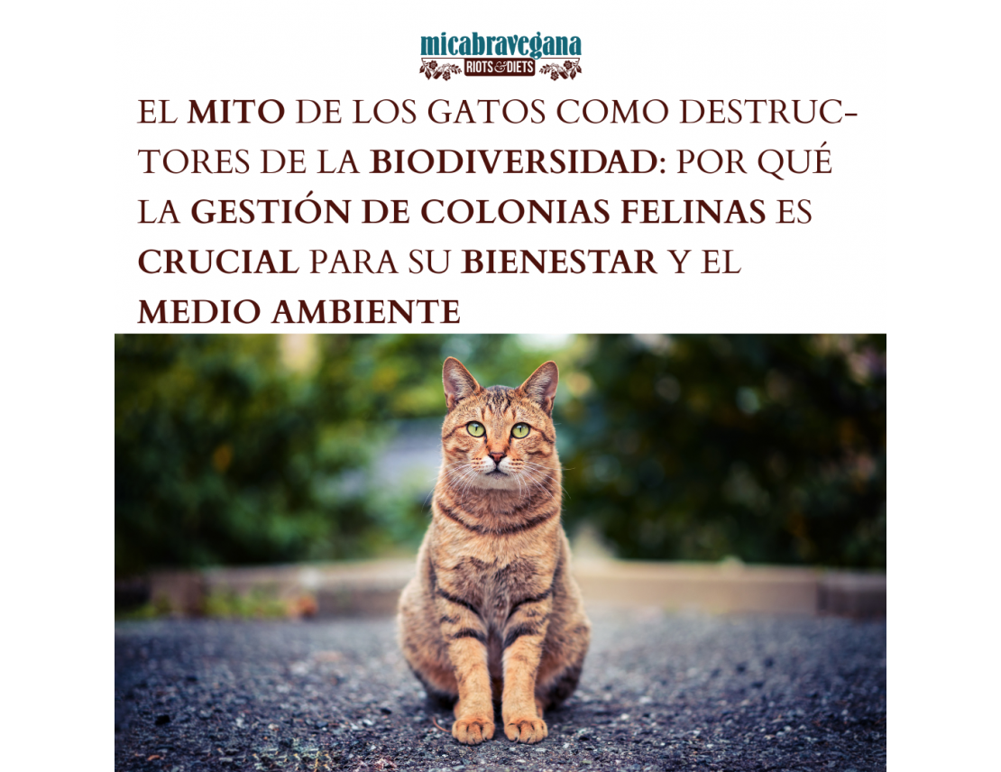 El mito de los gatos callejeros como destructores de la biodiversidad: Por qué la gestión de colonias felinas es crucial para su bienestar y el medio ambiente